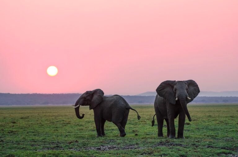 Wildlife Conservation Trips That Actually Make a Difference