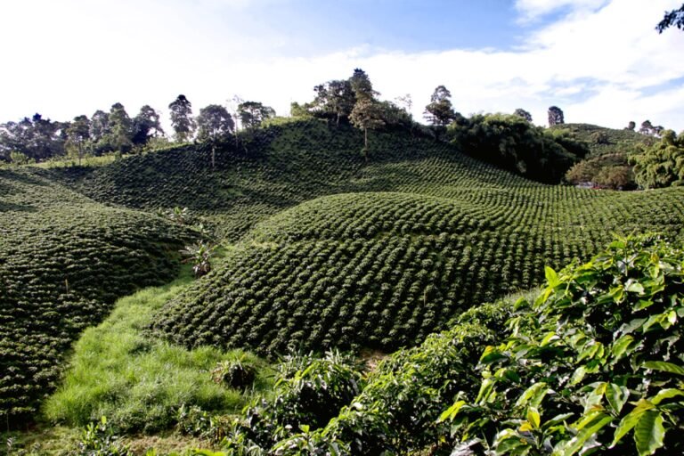 Rows of green coffee plants covering hills in Colombia's coffee-growing region