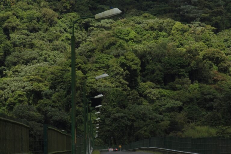 Road lined with streetlights beside forest near the Arenal Lake dam in Costa Rica