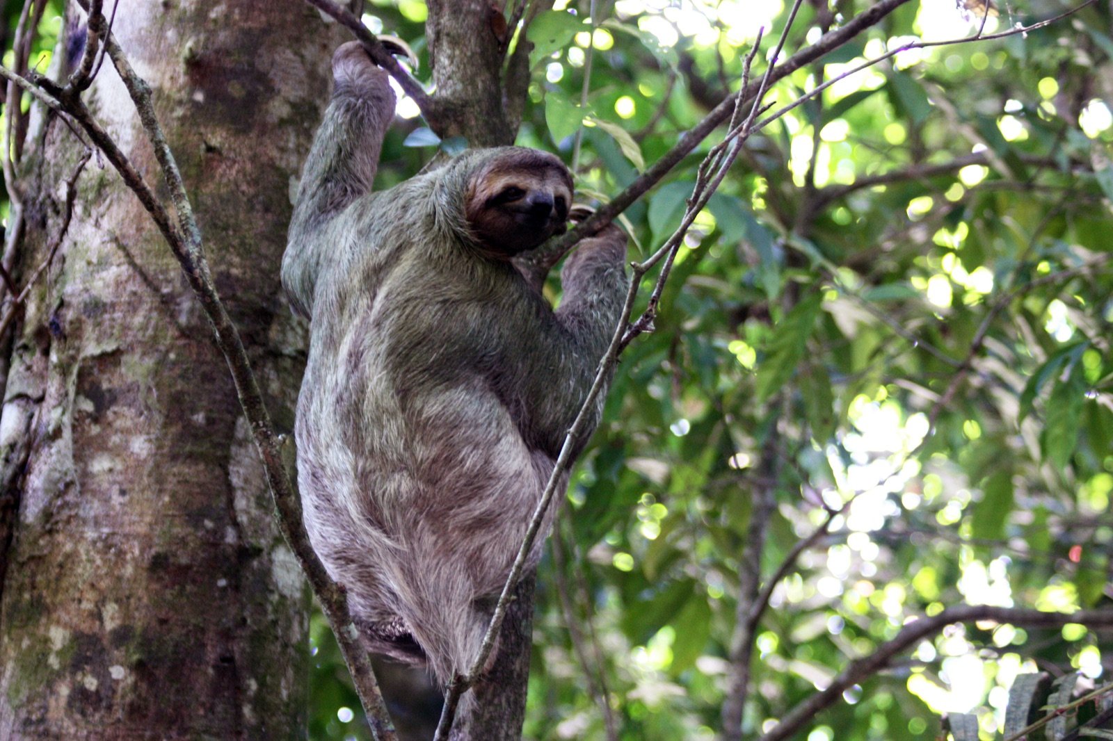 Brown-throated three-toed sloth resting in a tree in Costa Rica