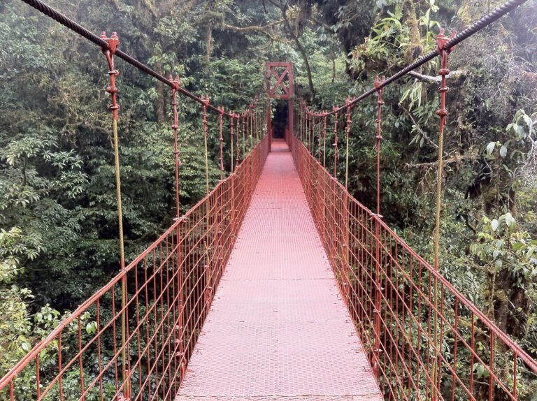 Hanging bridge crossing dense green cloud forest in Monteverde, Costa Rica