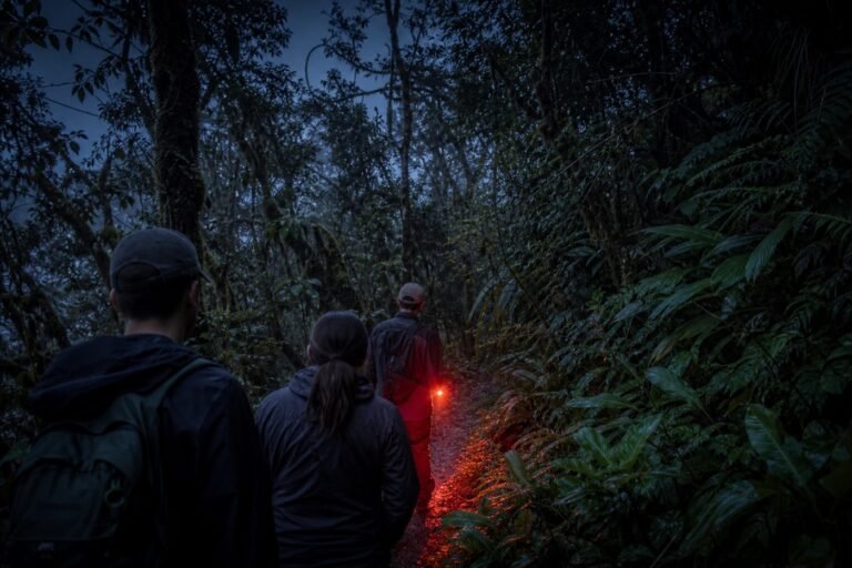 Small guided group walking a narrow Monteverde cloud forest trail after dusk under a dim red light