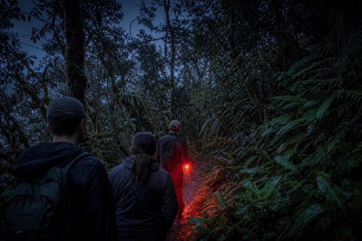 Small guided group walking a narrow Monteverde cloud forest trail after dusk under a dim red light