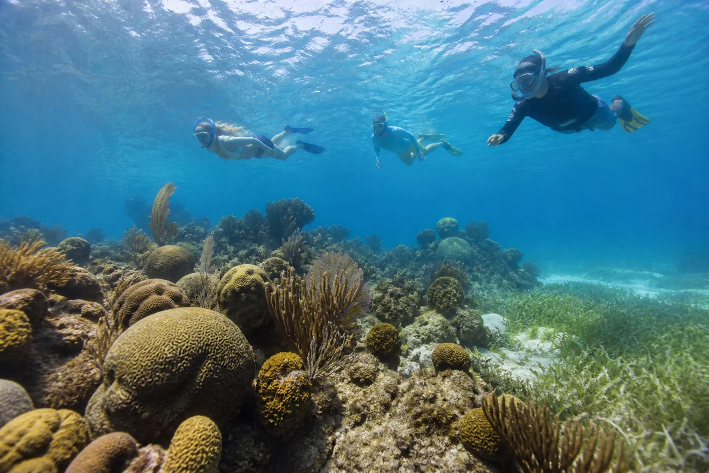 Three snorkelers following a guide at a respectful distance above coral, seagrass, and sandy channels on the Belize reef